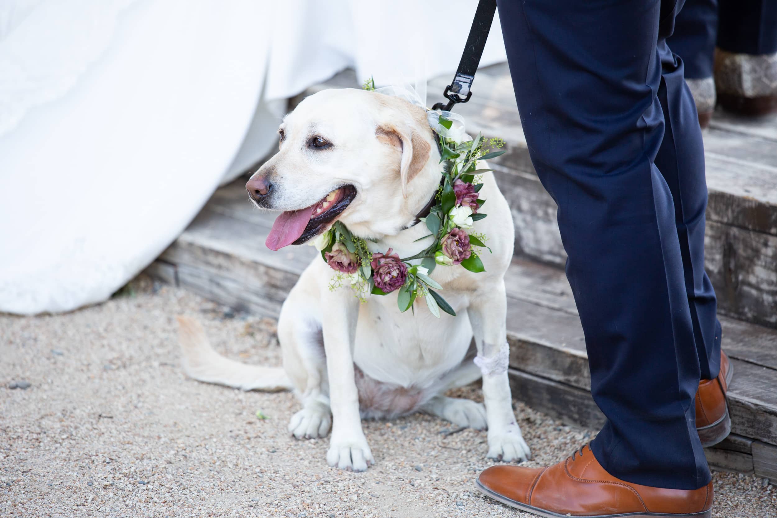 white labrador at a wedding, dog wedding decor